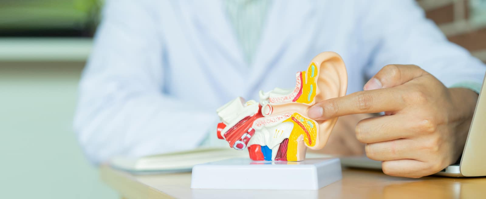 Audiologist points to an ear model to explain how hearing works.